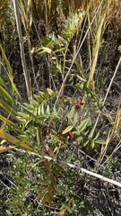 Glycyrrhiza lepidota