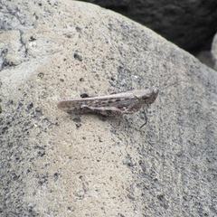 Schistocerca literosa