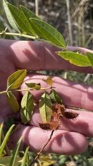 Glycyrrhiza lepidota