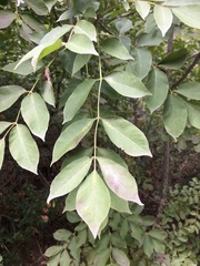 Fraxinus angustifolia