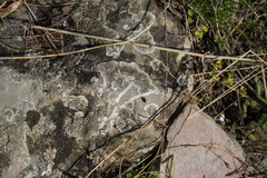 Physcia caesia