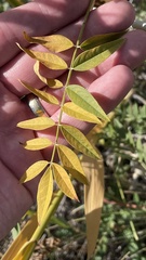 Glycyrrhiza lepidota