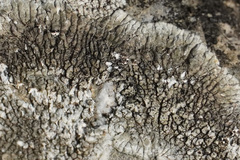 Physcia caesia