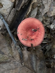 Russula rosacea