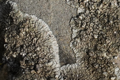 Physcia caesia