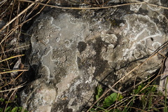 Physcia caesia