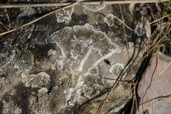 Physcia caesia