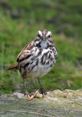 Melospiza melodia