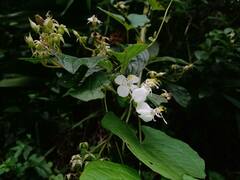 Heterocentron subtriplinervium