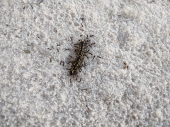 Dorymyrmex