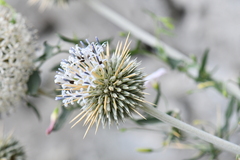 Echinops