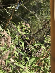 Pluchea odorata odorata