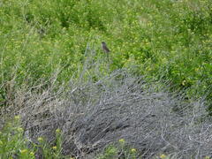 Leptasthenura aegithaloides