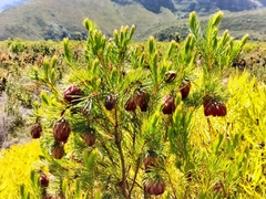 Protea nana
