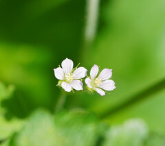 Geranium homeanum