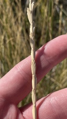 Leymus cinereus