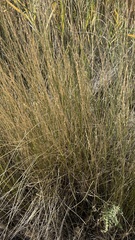 Leymus cinereus