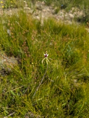 Caladenia tentaculata