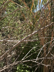 Pluchea odorata odorata