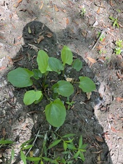 Echinodorus cordifolius