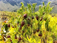 Protea nana