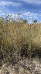 Leymus cinereus