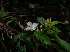 Heterocentron subtriplinervium