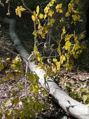 Litylenchus crenatae