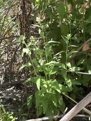 Pluchea odorata odorata