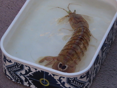 Squilla mantis