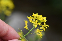 Brassicaceae