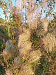 Clematis montevidensis