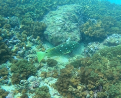 Epinephelus labriformis