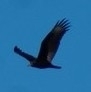 Cathartes aura image