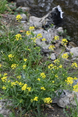 Brassicaceae