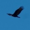 Cathartes aura image