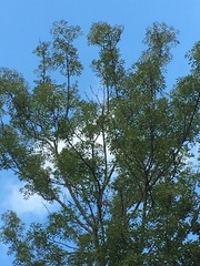 Fraxinus angustifolia