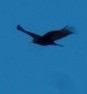 Cathartes aura image