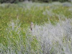 Leptasthenura aegithaloides