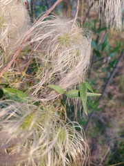 Clematis montevidensis