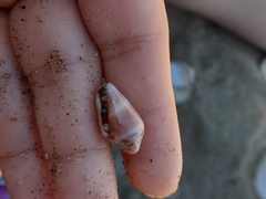 Conus ventricosus