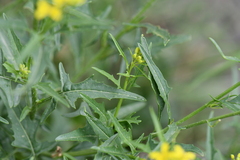 Brassicaceae