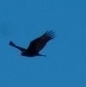 Cathartes aura image