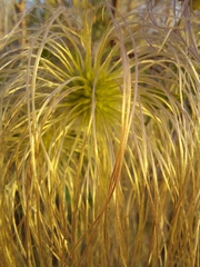 Clematis montevidensis