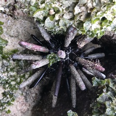 Eucidaris galapagensis