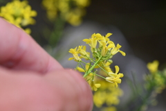 Brassicaceae