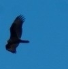 Cathartes aura image