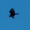 Cathartes aura image