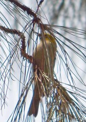 Icterus