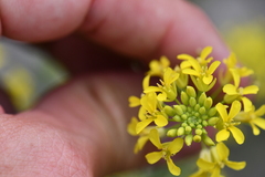 Brassicaceae